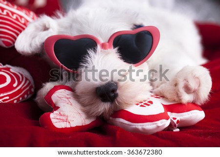 Sealyham Terrier puppy in pink glasses in heart-shaped