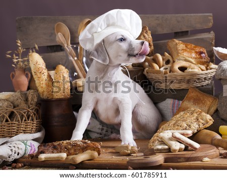 Whippet puppy in the chef\'s cap licks his face with his tongue