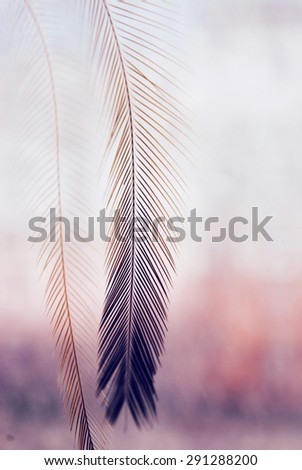 The silhouette of the feather is on the foreground. Only the middle part of the feather is in focus, that makes picture more creative The pink background is blurred.