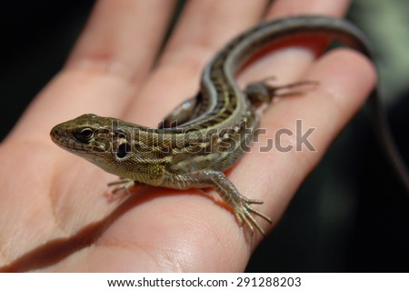 The little green wild lizard is on the human palm. Only the head of the animal is in focus, that makes picture more creative.