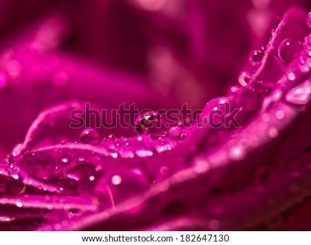 Close up of red purple rose petals with water droplets