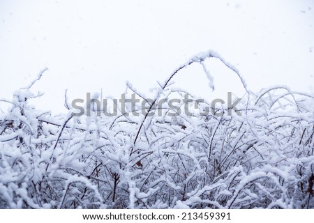 Snow, snow scene, covered with snow in Japan