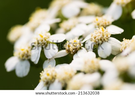 Achollea alpina var longiligulata, Yarrow, Yarrow White, Asteraceae, Honshu - Hokkaido