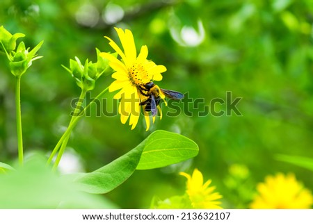 Carpenter bee and Tetragonotheca helianthoides, Asteraceae, North America Southeastern