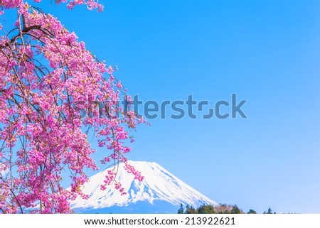 Mount Fuji under Weeping cherry blossom