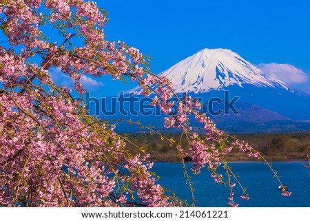 Mount Fuji and Weeping cherry blossom