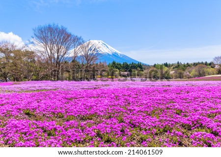 Pink moss phlox flowers and Mount Fuji