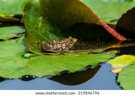 Black-spotted pond frog  on the lily pad
