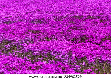 Pink moss phlox flowers and red of one side