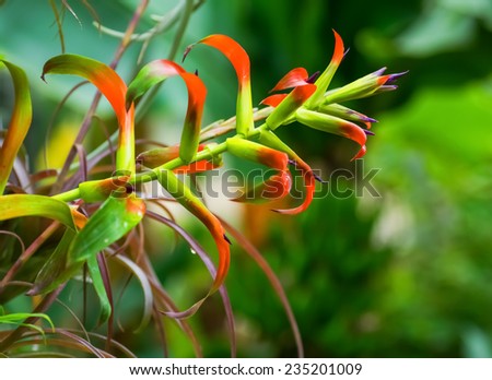 Tillandsia leiboldiana, Bromeliaceae, tropical America