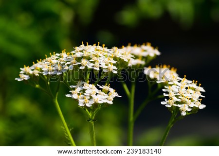 Achollea alpina var longiligulata, Yarrow, Yarrow White, Asteraceae, Honshu - Hokkaido