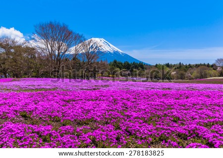 Red moss phlox flower carpet and Mount Fuji