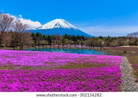 Mt. Fuji and Pink moss phlox flowers