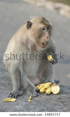 pics of monkeys eating bananas. stock photo : Monkey eating