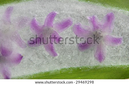 Beautiful pink flowers in ice