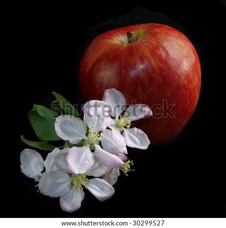 Apple with apple flowers isolated on black