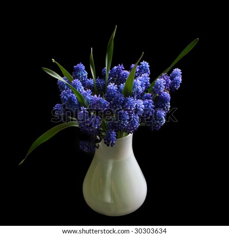Beautiful blue flowers in the white vase on black background