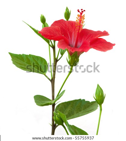 stock photo Red hibiscus flower isolated on white