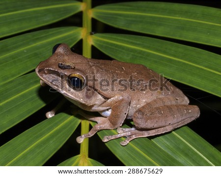 Common frog caught at night on leaves, central Laos, south-east Asia