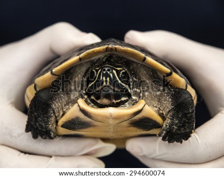 Close up of Mekong snail-eating turtle being held by a veterinary surgeon after a health check. Turtle is being relocated to a natural pond after breeding in temple canals, Bangkok, Thailand.