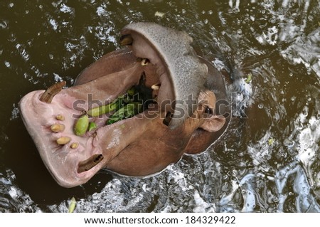 Big Mouth Hungry Hippo