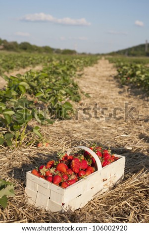 Strawberry field with a basket full of strawberries in the front.