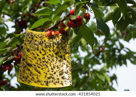 Yellow sticky fly paper with lots of flies trapped on it hanging on a cherry tree