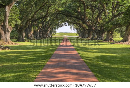 Oak Tree Lined Walkway To The Mansion At Oak Alley Plantation