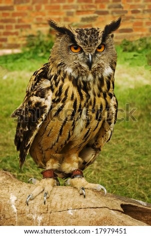 A wise owl poses for a portrait