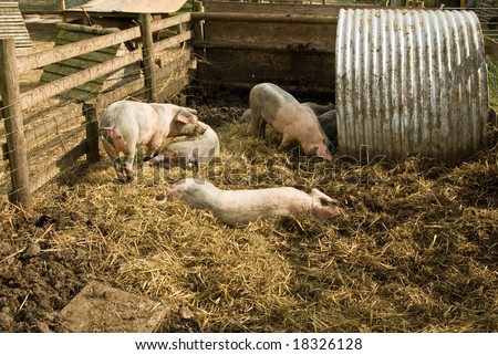 A family of pigs play in their sty