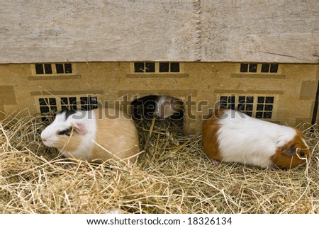 Guinea Pigs Playing
