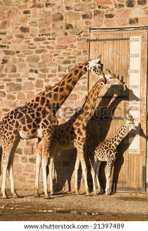 A giraffe family compare heights by a measure