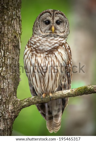 Barred Owl Perched on a Tree Branch