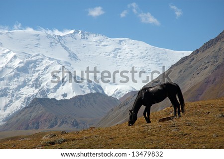 Horse in the Base Camp 1, with the Lenin peak in background