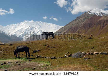 Horses in the Base Camp 1, with the Lenin peak in background