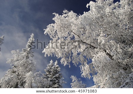 Winter forest with fir and birch branches with snow over sky at Urals, Russia