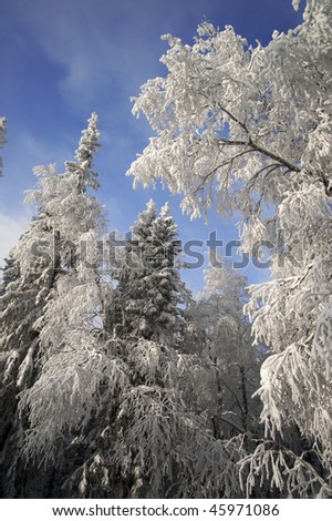 Winter forest with fir and birch branches with snow over sky at Urals, Russia