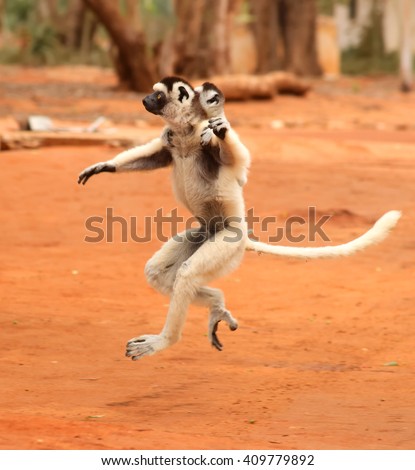 lemurs of Madagascar in the wild, verreaux\'s sifaka or Propithecus verreauxi also known as the dancing lemur or dancing sifaka dancing with baby