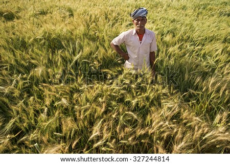 Pushkar, India-March 22, 2014:Unidentified farmer in the middle of his wheat feild in Pushkar. Wheat is a main crop for India.