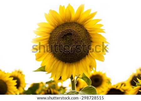 Individual sunflower isolated on white background. Meadow of sunflowers.