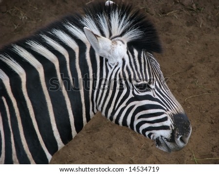 Portrait of healthy zebra at a game farm