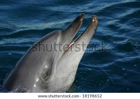 Bottle nose dolphin smiling in blue water