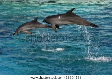 Two dolphins jumping in clear blue water