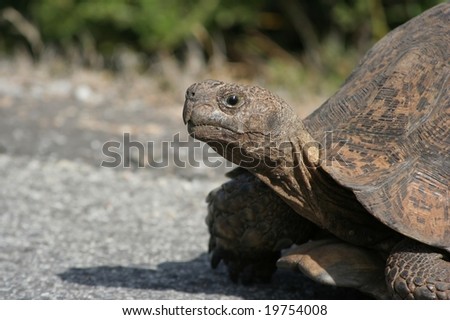 African leopard tortoise crossing road slowly