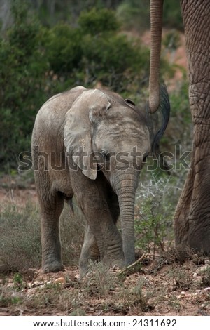 Small baby elephant walking behind mother