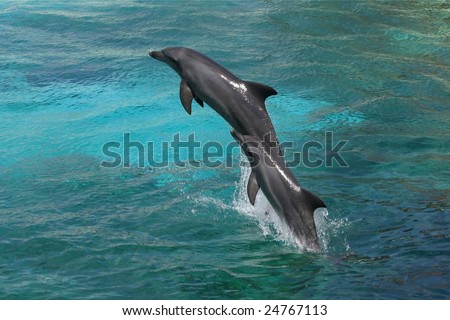 Two bottle-nose dolphins jumping in clear blue water