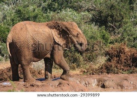 African elephant spraying its back with brown muddy water