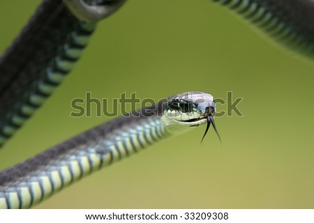 Dangerous boomslang snake with tongue flicking