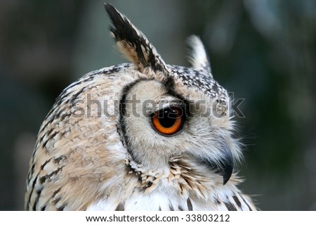 Owl eagle portrait with yellow eye