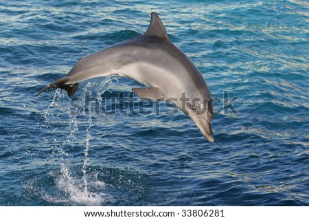 Bottle-nose dolphin jumping out of blue water
